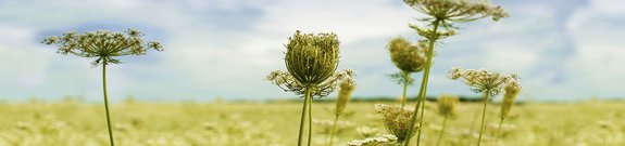 WVD Header Unser Team